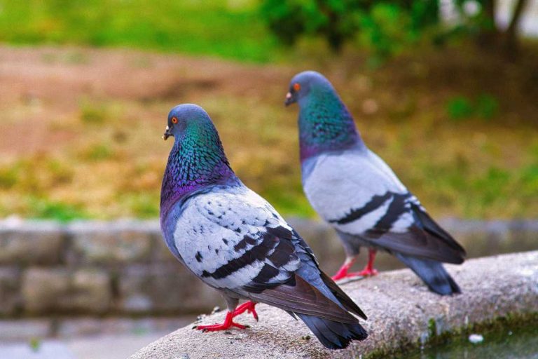 Recette de grand-mère pour faire fuir les pigeons