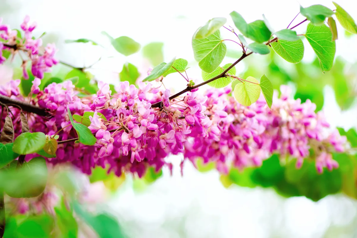 arbre-de-judee-inconvenients-a-connaitre-avant-de-planter