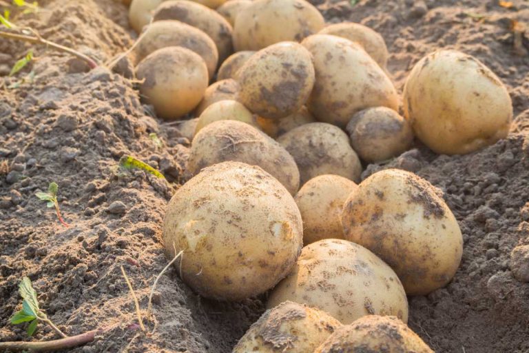 quand planter les pommes de terres avec la lune
