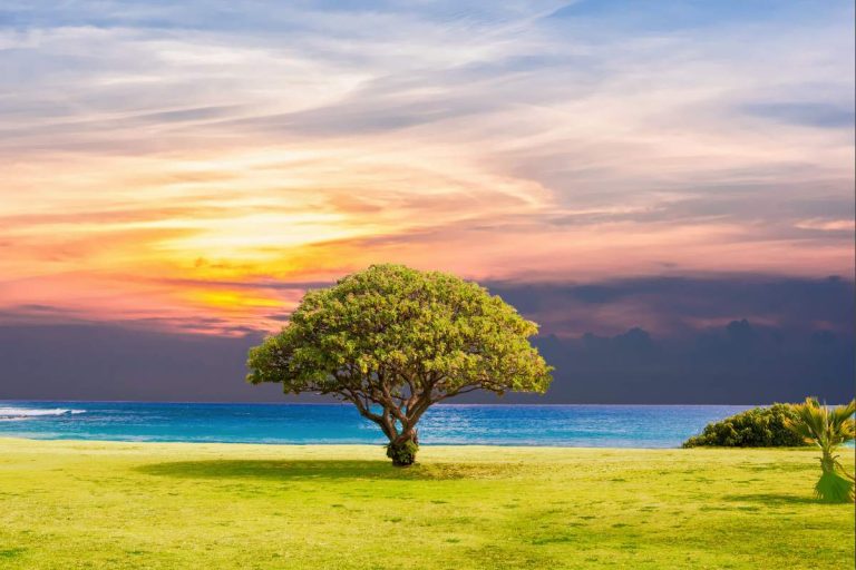quel arbre pousse le plus vite