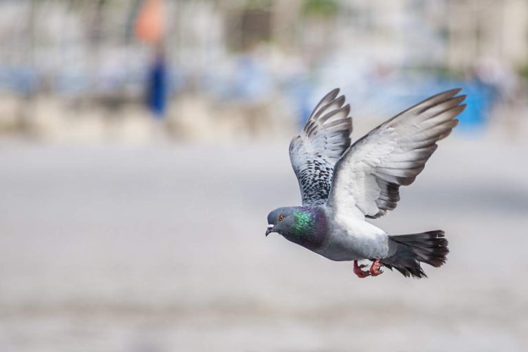 comment faire fuir les pigeons