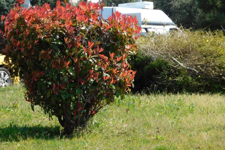 quand tailler les photinias