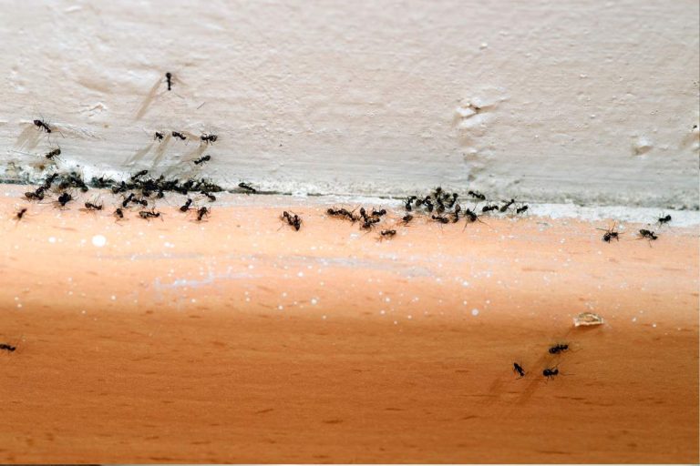 remède de grand-mère contre les fourmis dans la maison