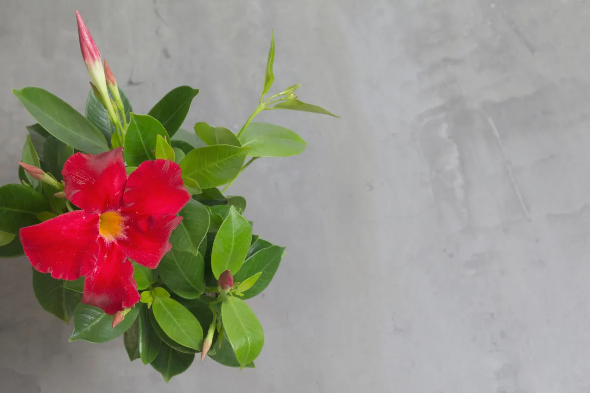 comment-conserver-un-dipladenia-a-linterieur-nos-astuces