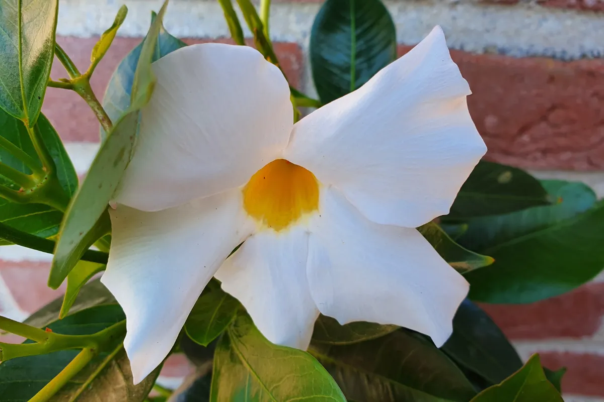 comment-conserver-un-dipladenia-a-linterieur-nos-astuces