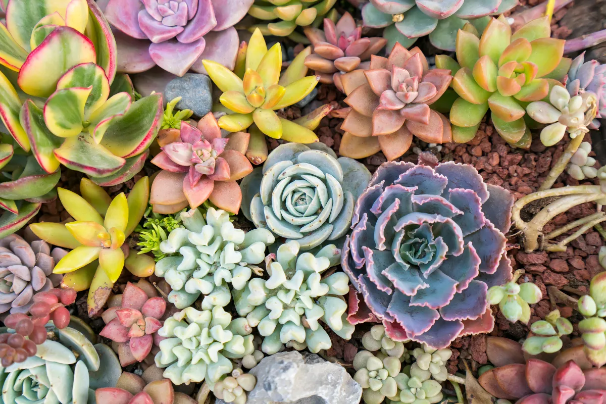 comment-trouver-le-nom-dune-plante-grasse-facilement