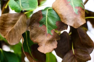 Des feuilles marron sur une plante