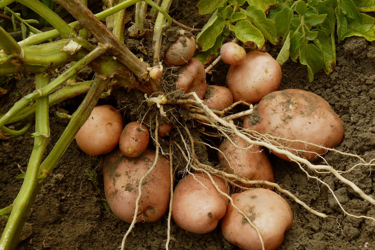 peut-on-planter-des-pommes-de-terre-toute-lannee